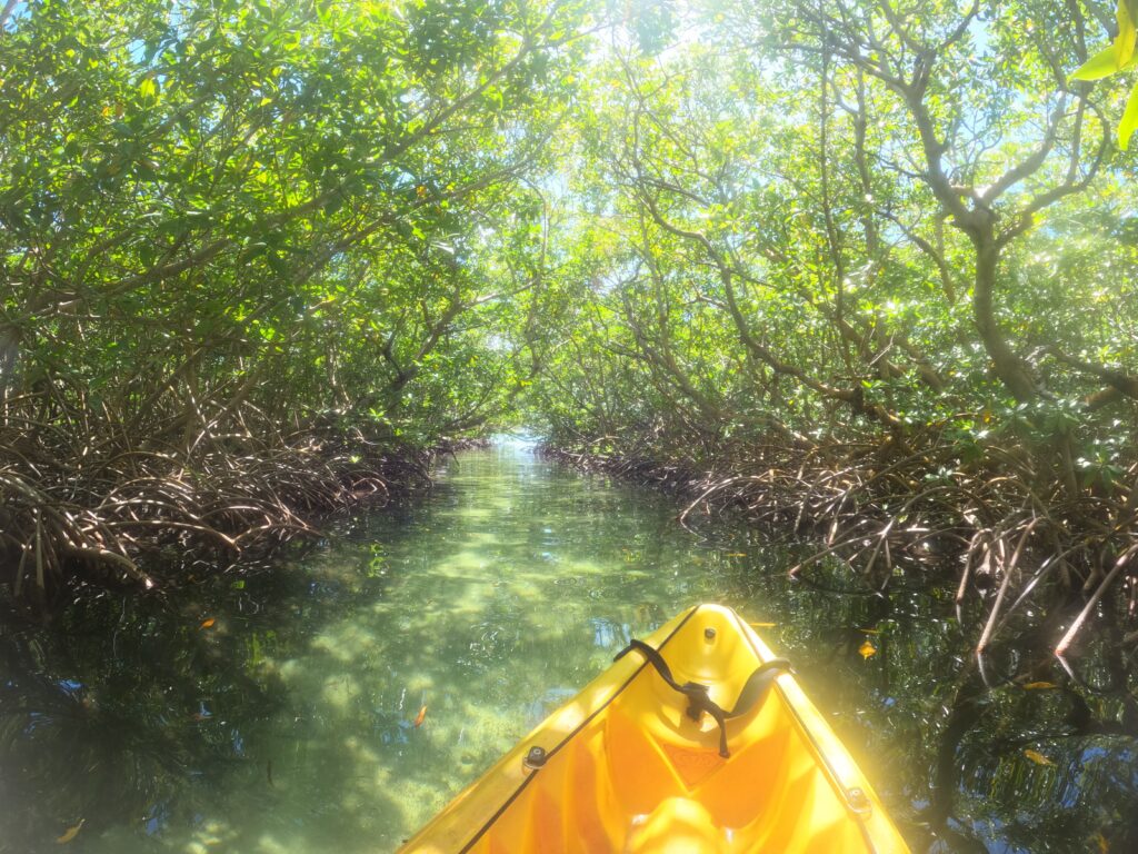 La Mangrove En Guadeloupe