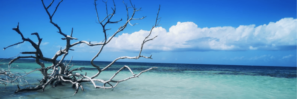 La Mangrove En Guadeloupe