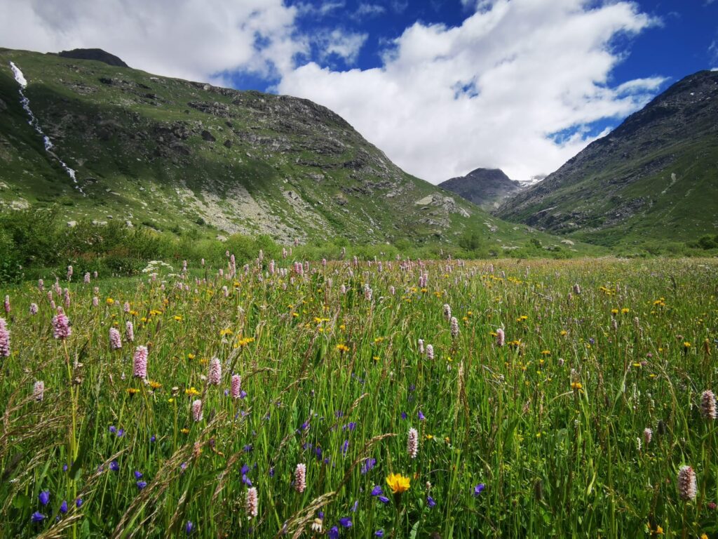 Champ de fleurs / Tignes
