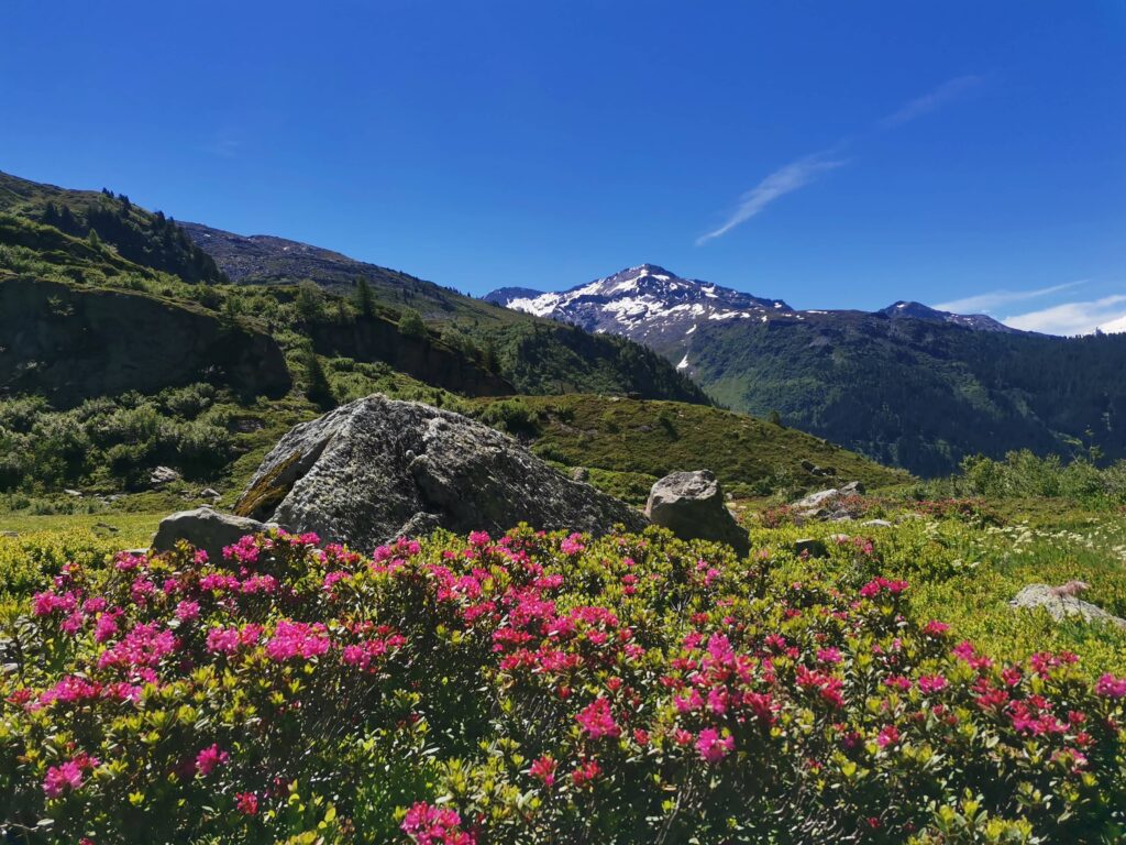 Vue sur montagnes et rhododendrons
