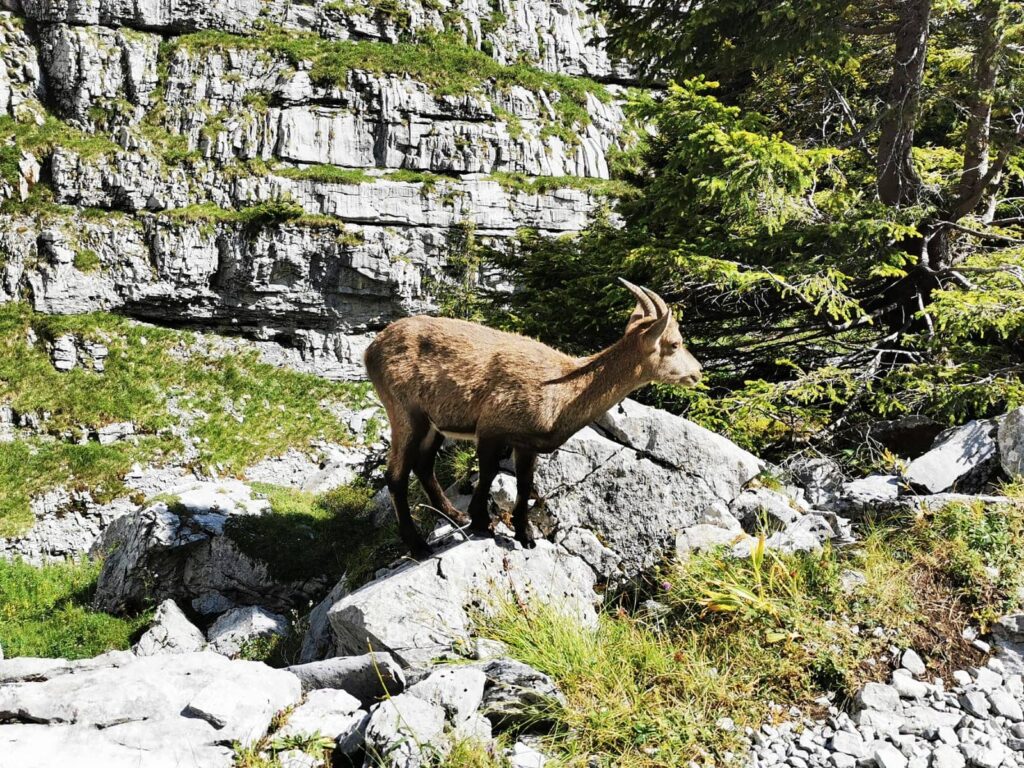 Une étagne sur les hauteurs de Samoëns