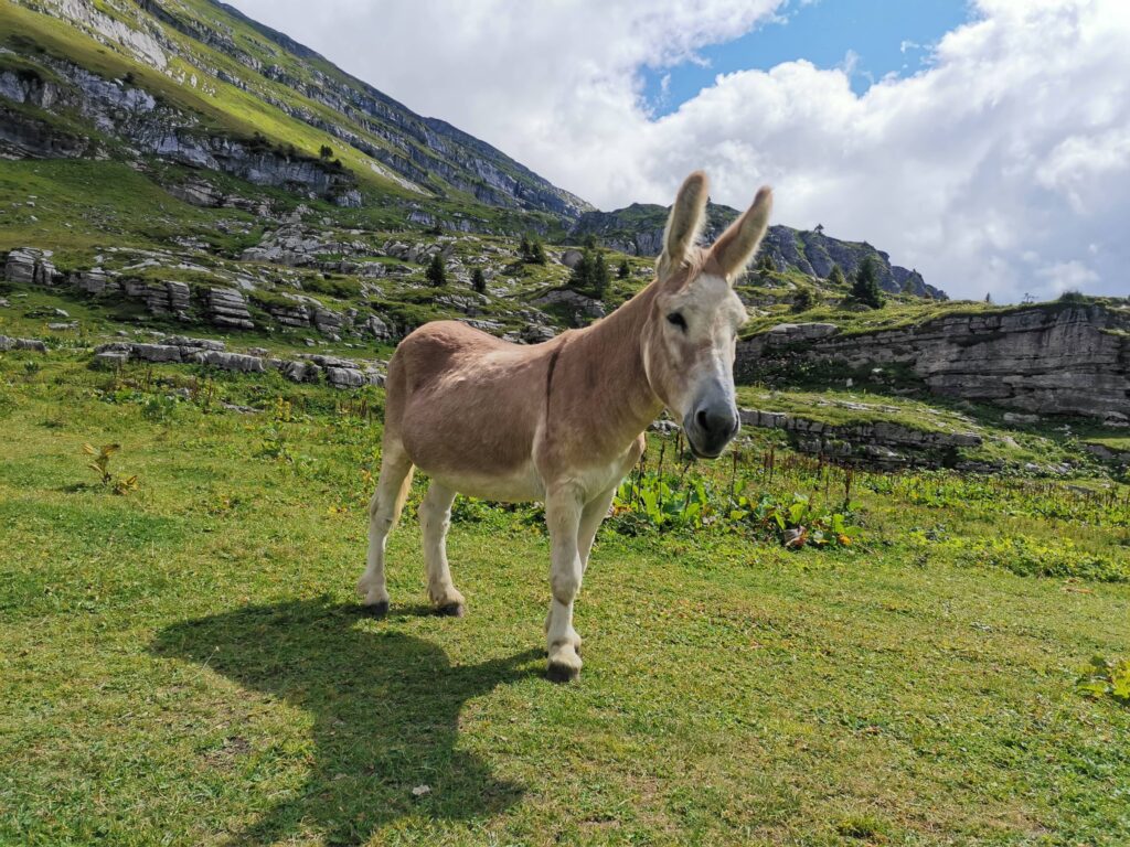 Rencontre avec l'âne