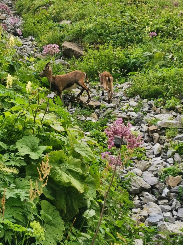 Rencontre avec la faune sur les hauteurs de Samoëns