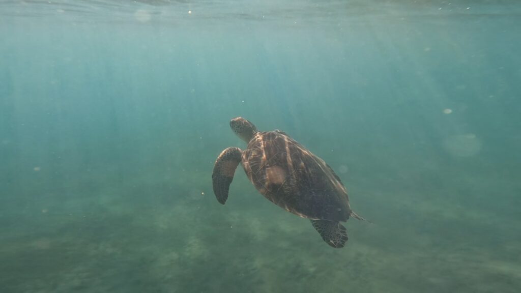 Tortue en Guadeloupe
