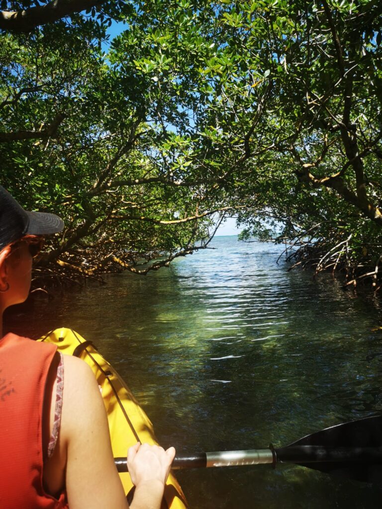 Audrey, mangrove