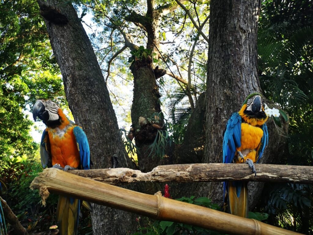 Aras bleus, Le jardin botanique de Deshaies