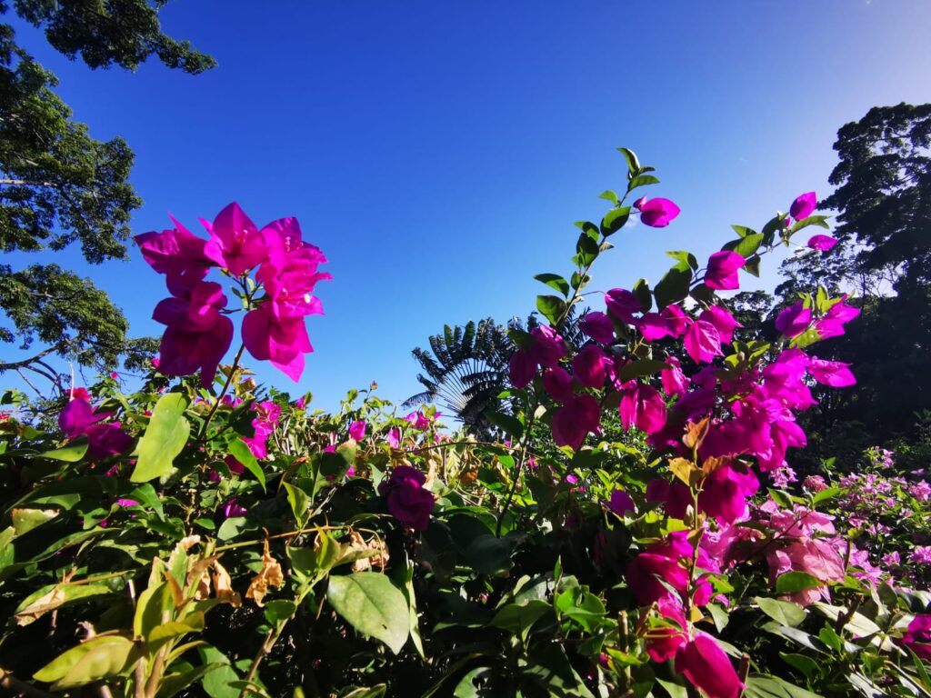 Le jardin botanique de Deshaies