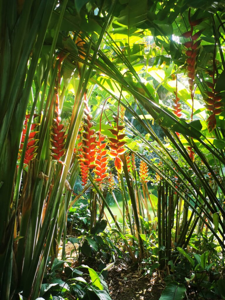 Le jardin botanique de Deshaies