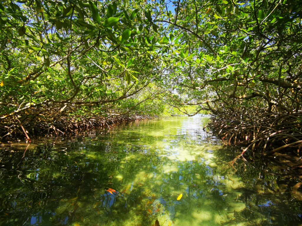 Tunnel sous la mangrove