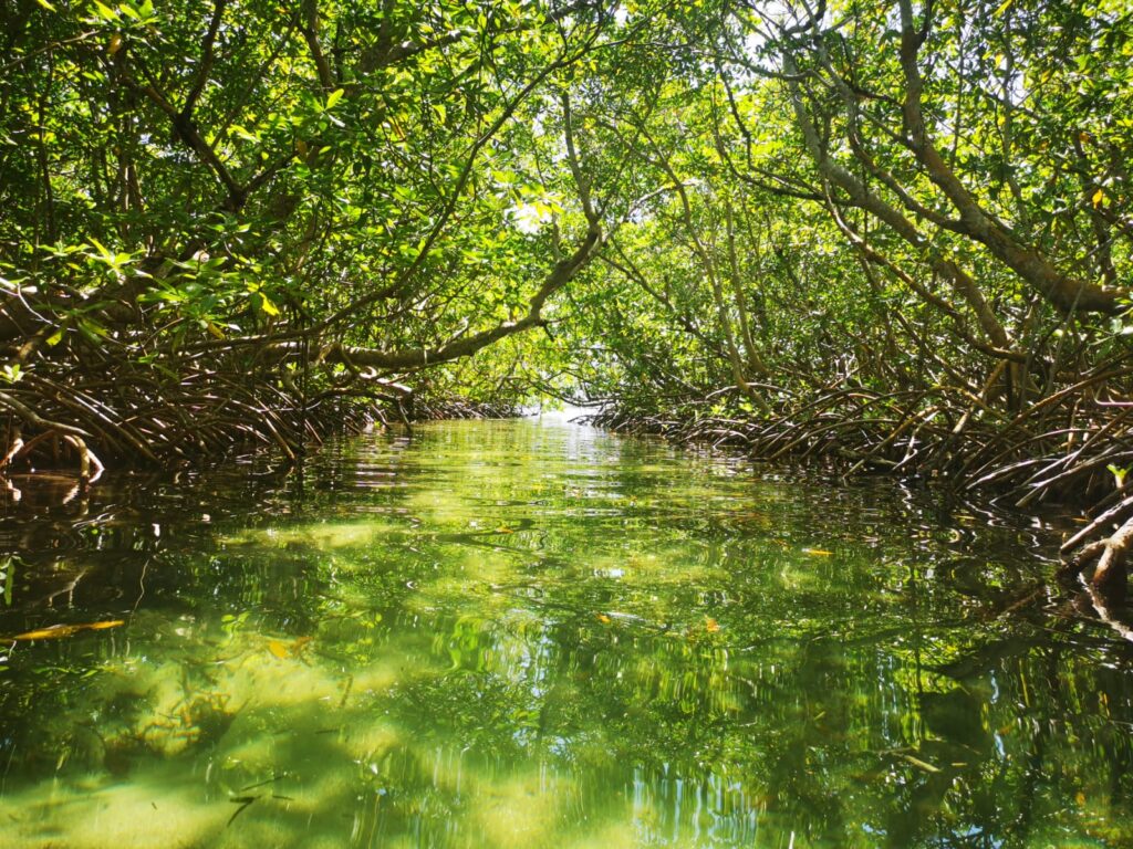 Tunnel sous la mangrove
