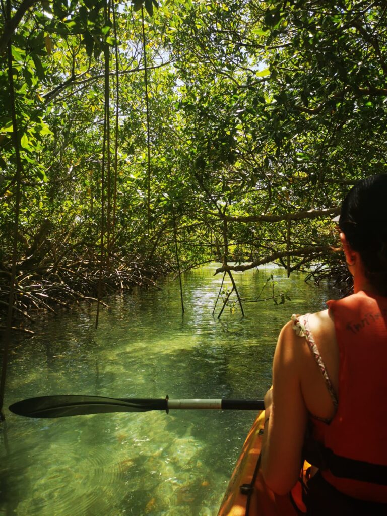 Audrey, mangrove