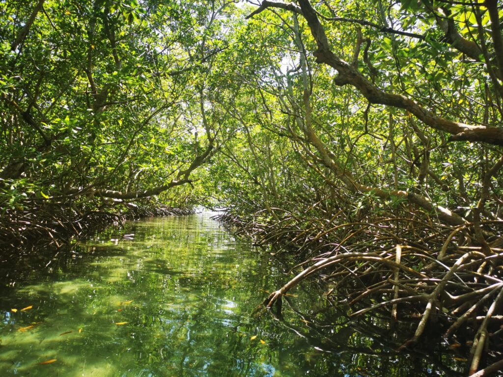 Tunnel sous la mangrove