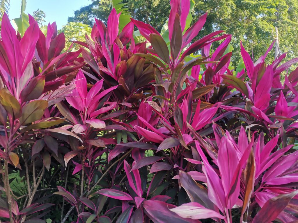 Le jardin botanique de Deshaies