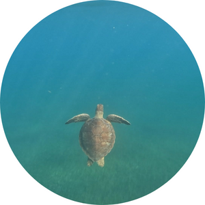 Tortue à Malendur, Guadeloupe