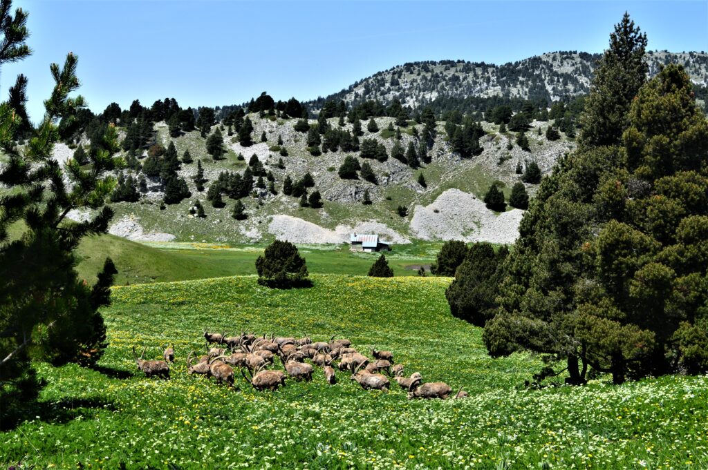 Rencontre avec les bouquetins
