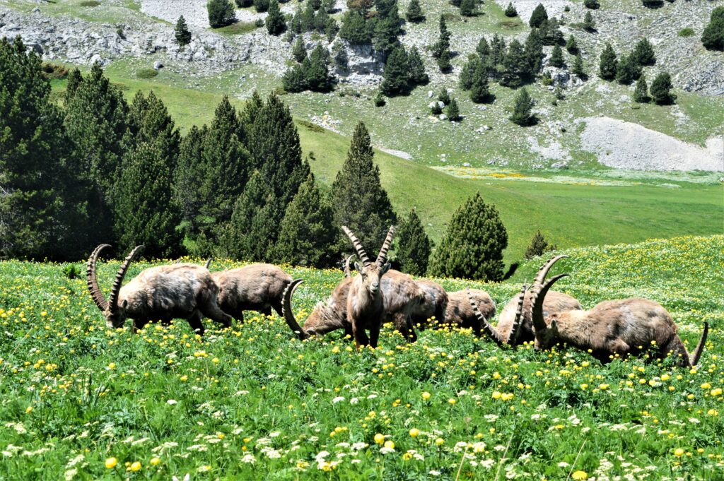 Rencontre avec les bouquetins