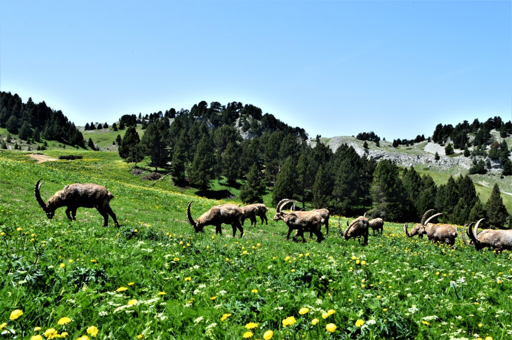 Rencontre avec les bouquetins