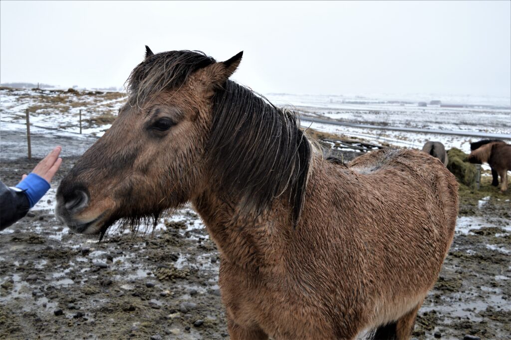 Cheval islandais à Geyser