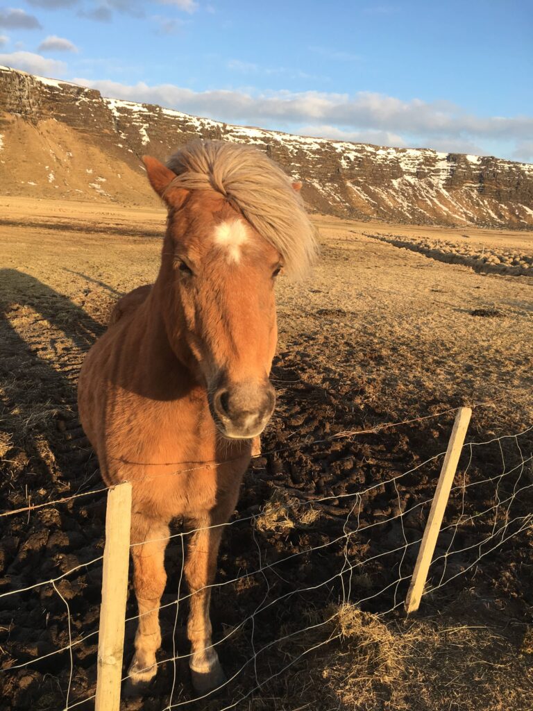 Cheval islandais croisé en route