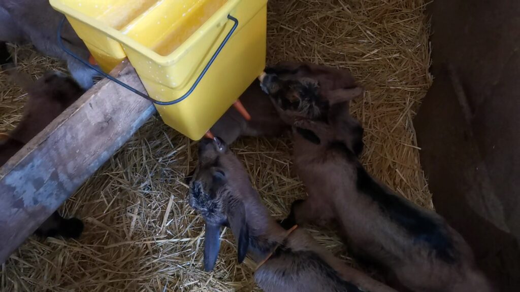 Moment avec les chevreaux