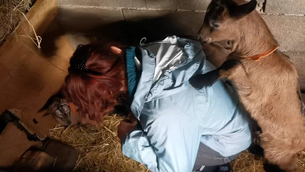 Moment avec les chevreaux