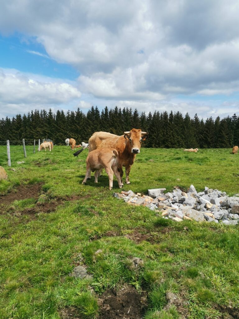 Les vaches d'Aubrac