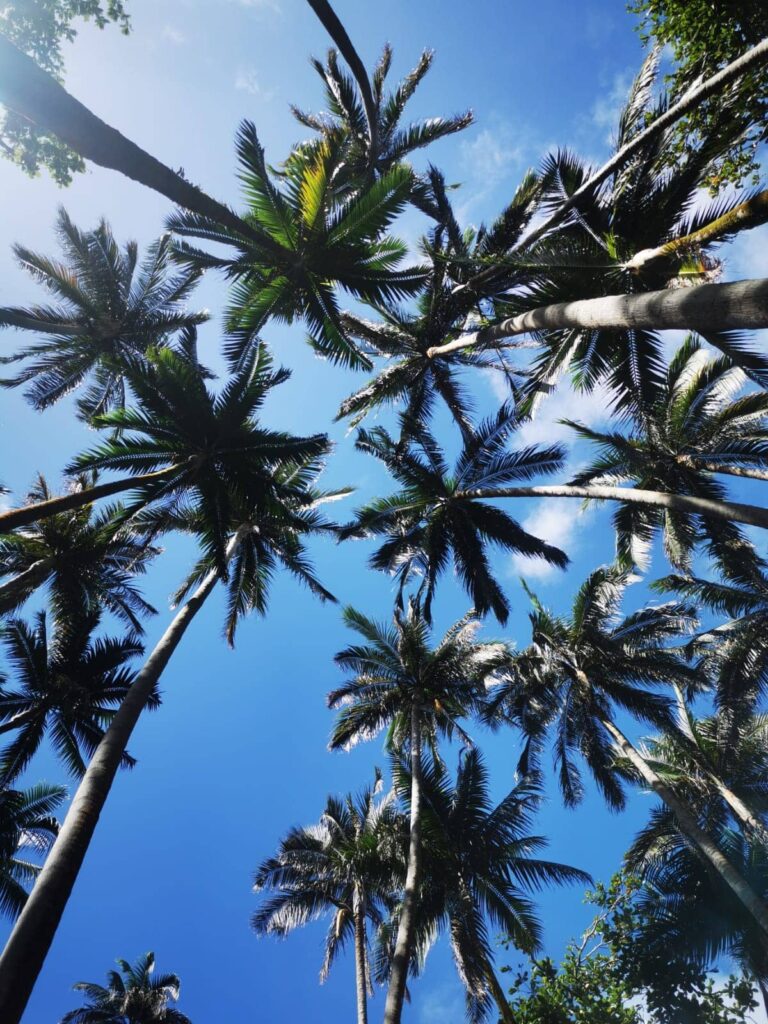 Palmeraie à L'Anse des Cascades