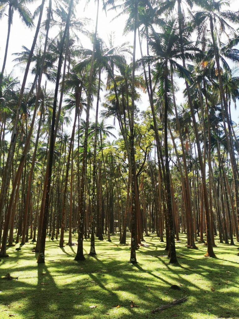 Palmeraie à L'Anse des Cascades