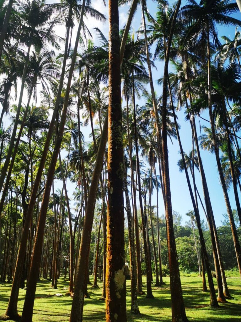 Palmeraie à L'Anse des Cascades