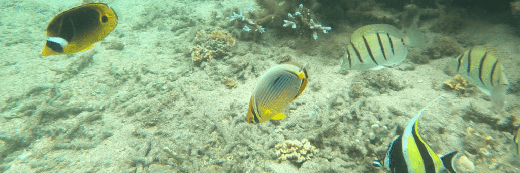 La Réunion, L'Hermitage