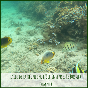 La Réunion, dossier complet