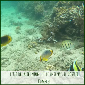 La Réunion, dossier complet
