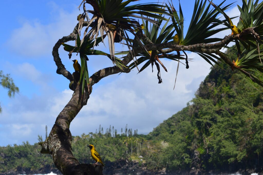 Bellier, oiseau de la Réunion