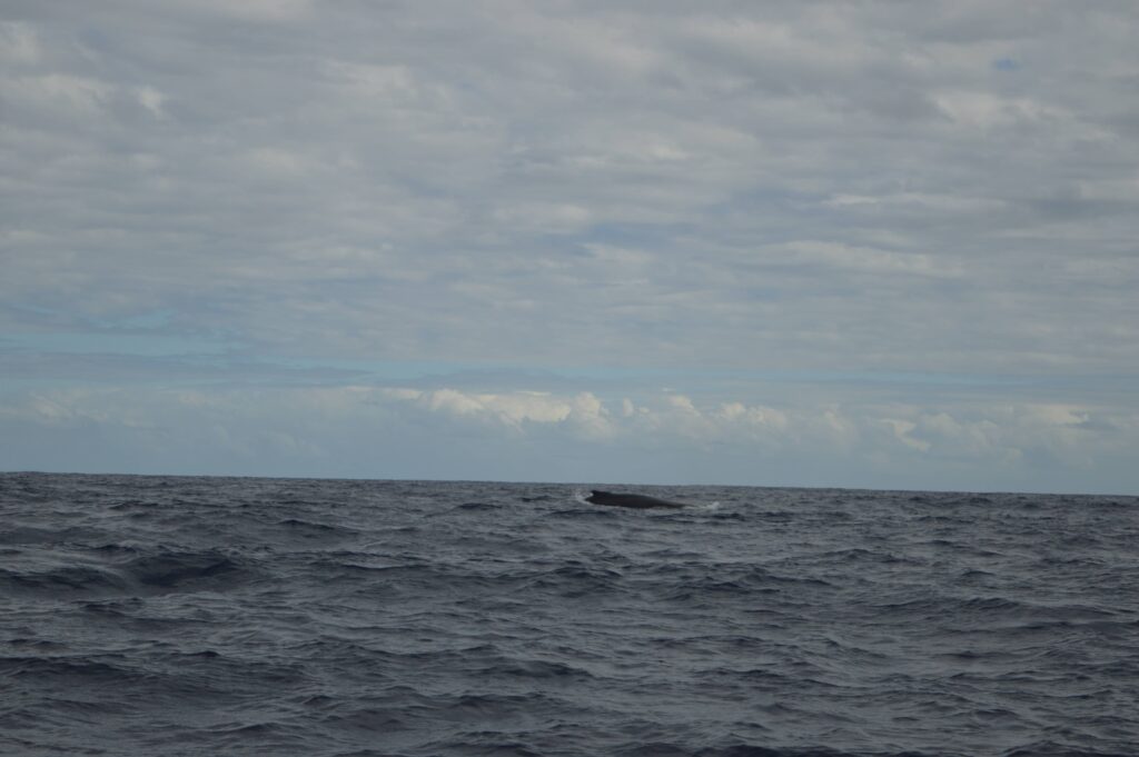 Expédition baleine à St-Gilles
