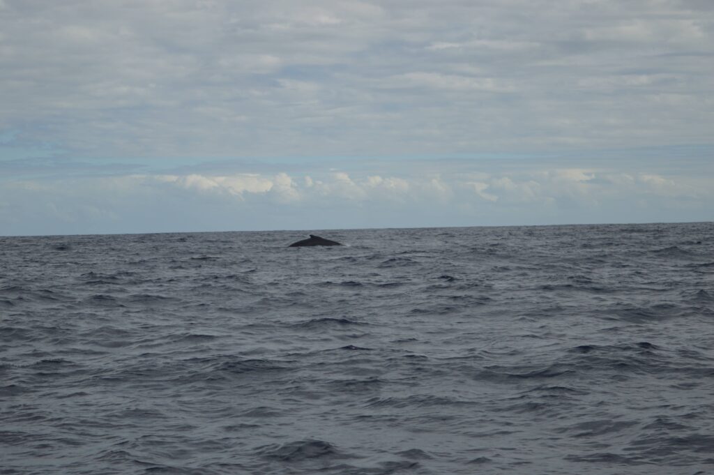 Expédition baleine à St-Gilles