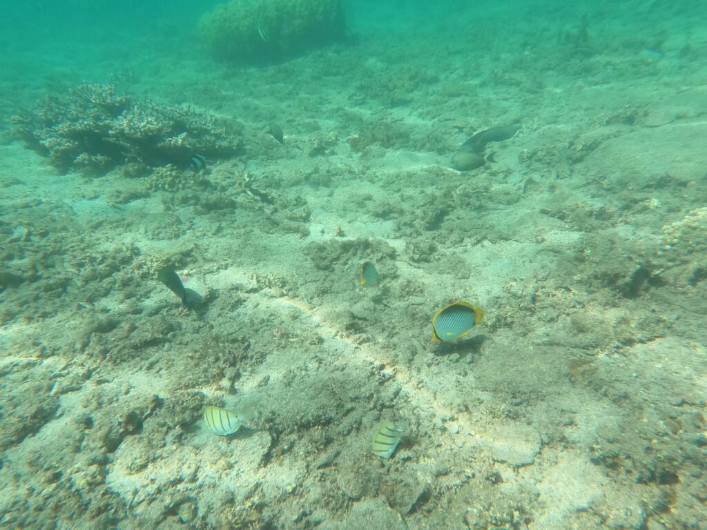 Plage de l'Hermitage, La Réunion