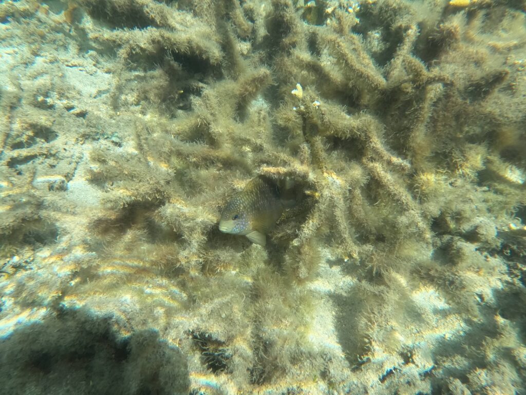 Plage de l'Hermitage, La Réunion