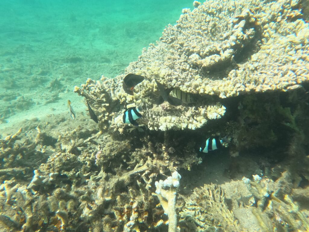 Plage de l'Hermitage, La Réunion