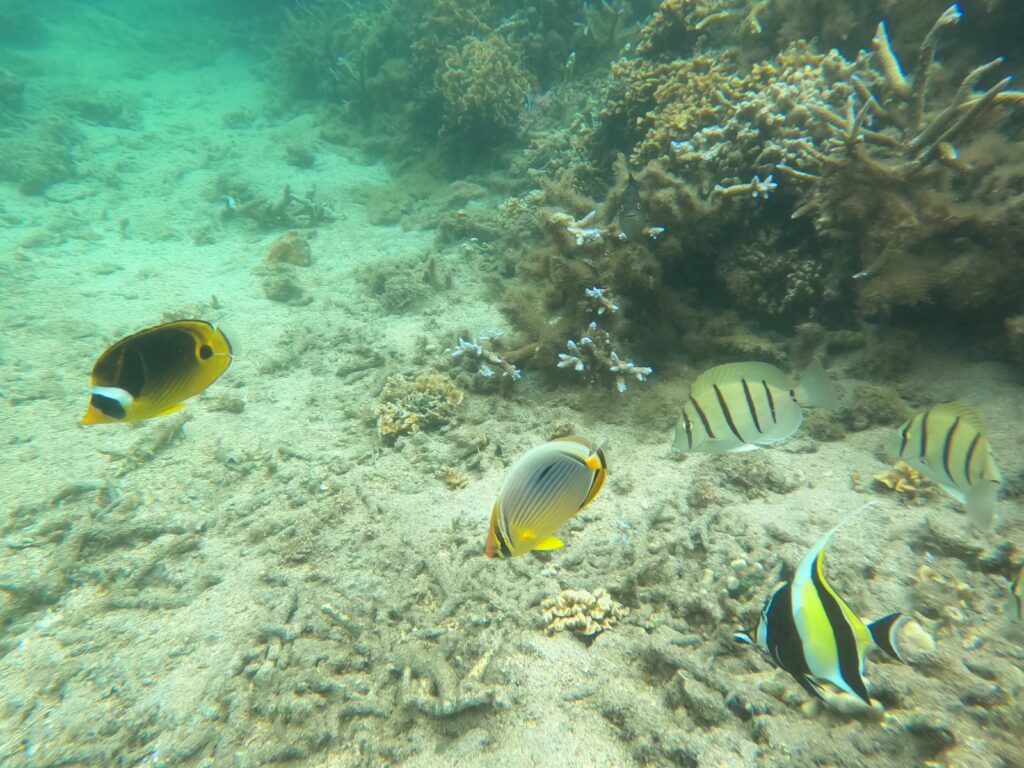 L'Hermitage, La Réunion