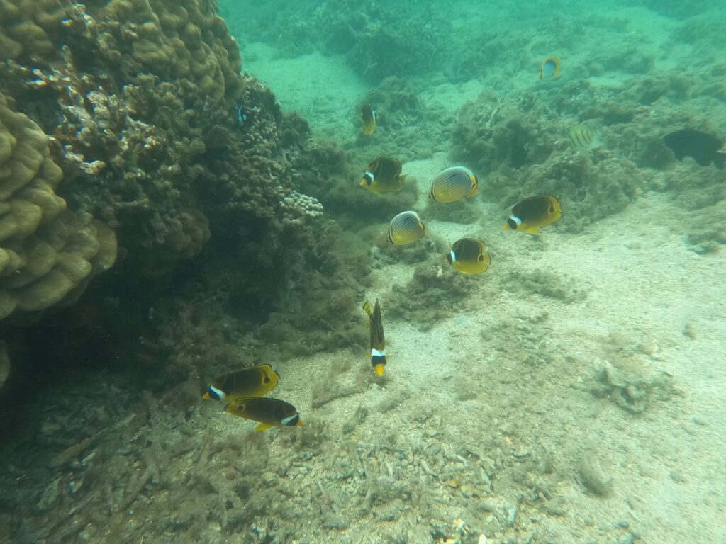 L'Hermitage, La Réunion