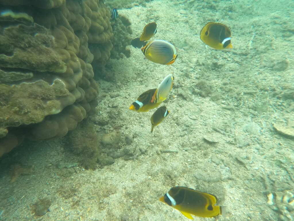 L'Hermitage, La Réunion