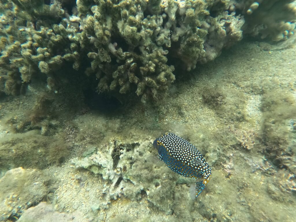 Plage de l'Hermitage, La Réunion