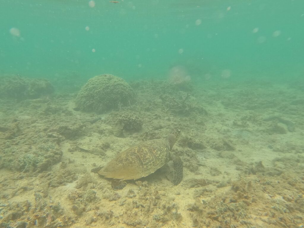 Plage de l'Hermitage, La Réunion