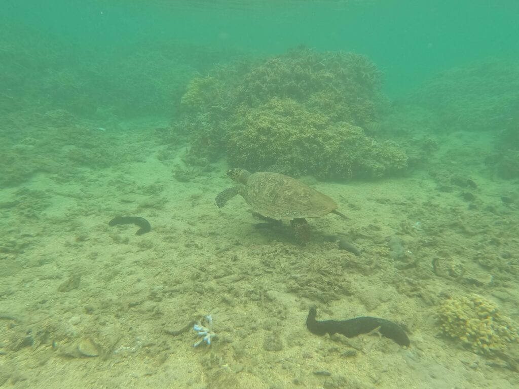 Plage de l'Hermitage, La Réunion