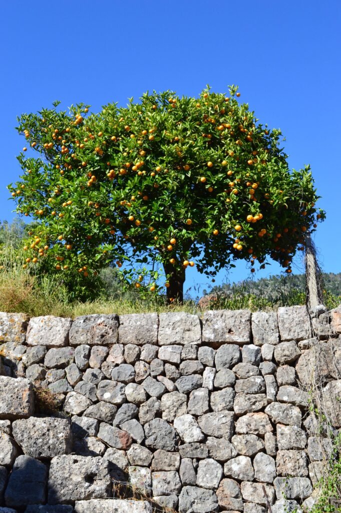 Fornalutx, Majorque