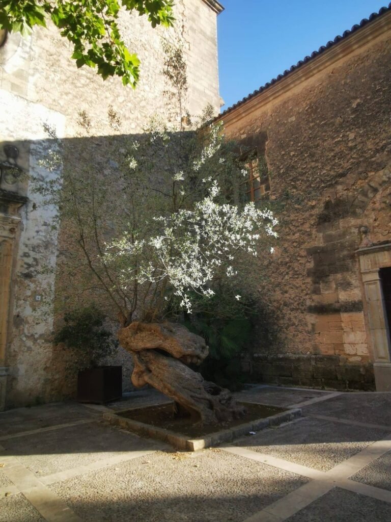 Village de Pollença