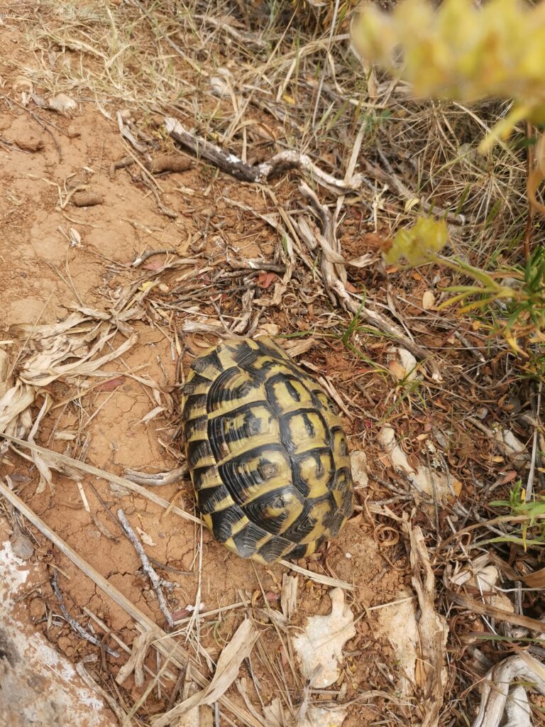 Tortue