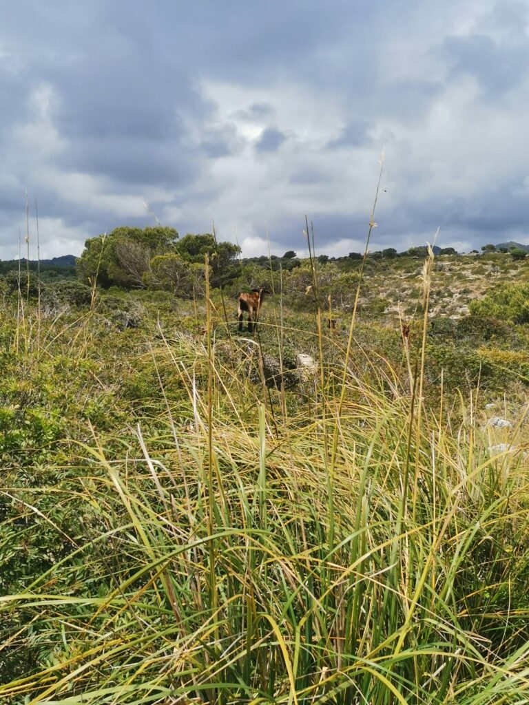 La randonnée des 4 calas, Majorque